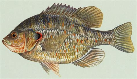 The Bream Species: Sunfish, Bluegills, Shellcracker  .